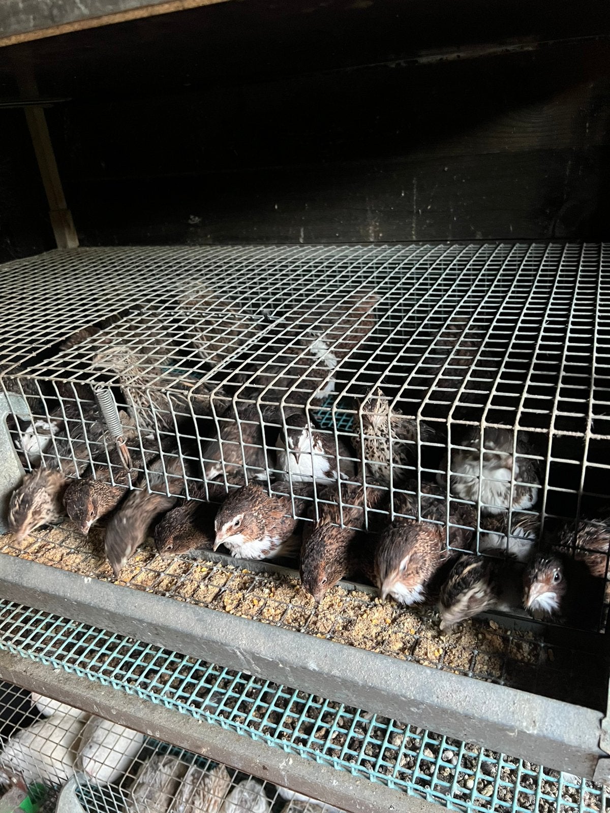 Kwartels hennen, Dieren en Toebehoren, Vrouwelijk, Overige soorten