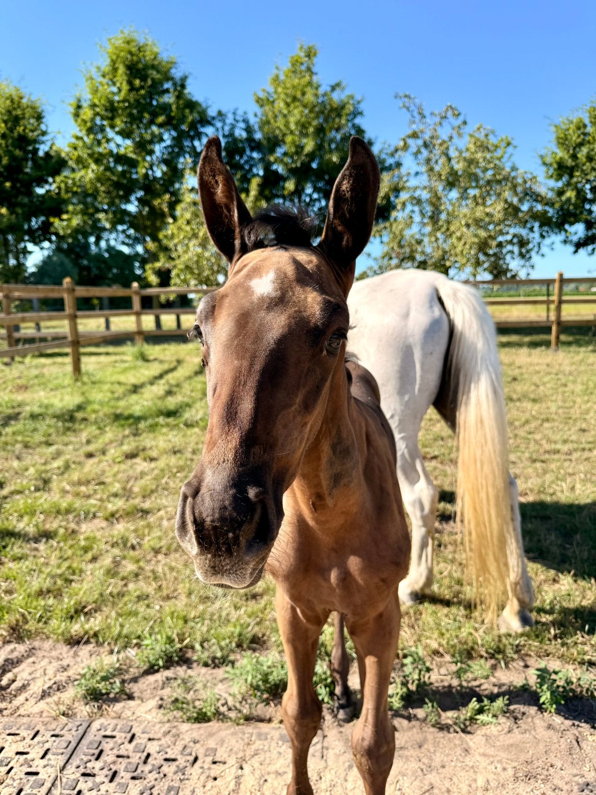 Merrieveulen uit bewezen “van Den Bisschop” moeder, Dieren en Toebehoren, Paarden, Merrie, Springpaard, Minder dan 160 cm, Met stamboom