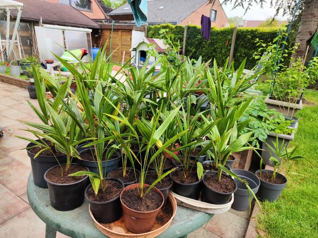Palmiers trachycarpus fortunei, Enlèvement, En pot, Palmier