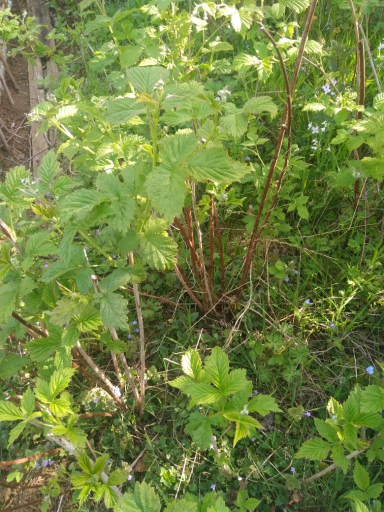 Arbustes framboisier, Jardin & Terrasse, Plantes | Arbustes & Haies, Enlèvement, Autres espèces, Arbuste, Moins de 100 cm