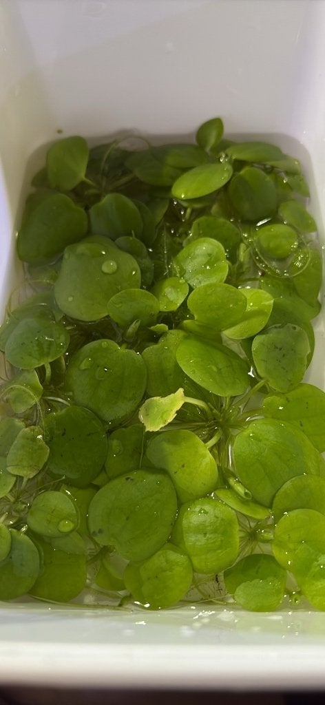 Bakje Kikkerbeet., Dieren en Toebehoren