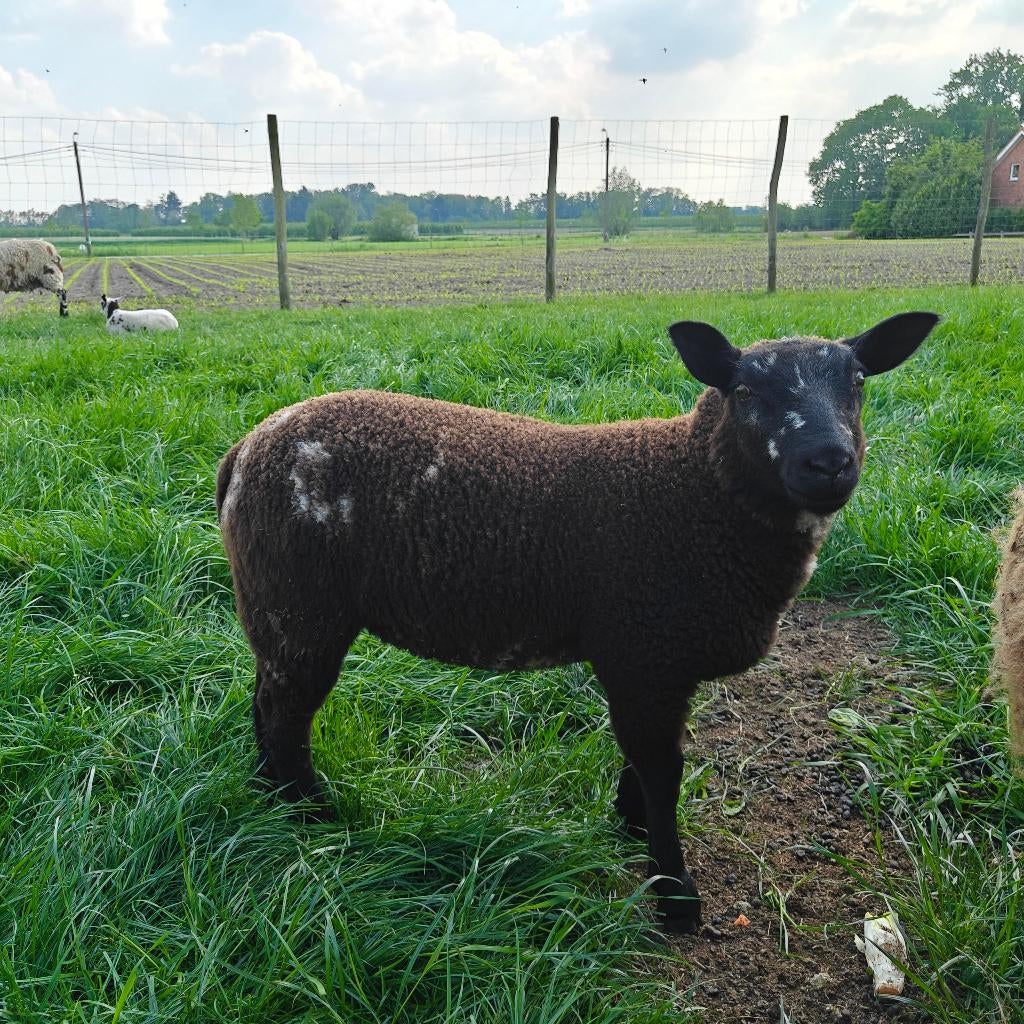 Schapen/baggerbonte/ooi/lammen, Dieren en Toebehoren, Vrouwelijk, Schaap
