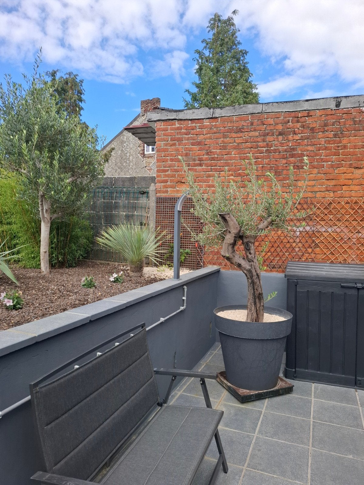 olivier grand format, Jardin & Terrasse, Plantes | Arbres, Enlèvement, Olivier