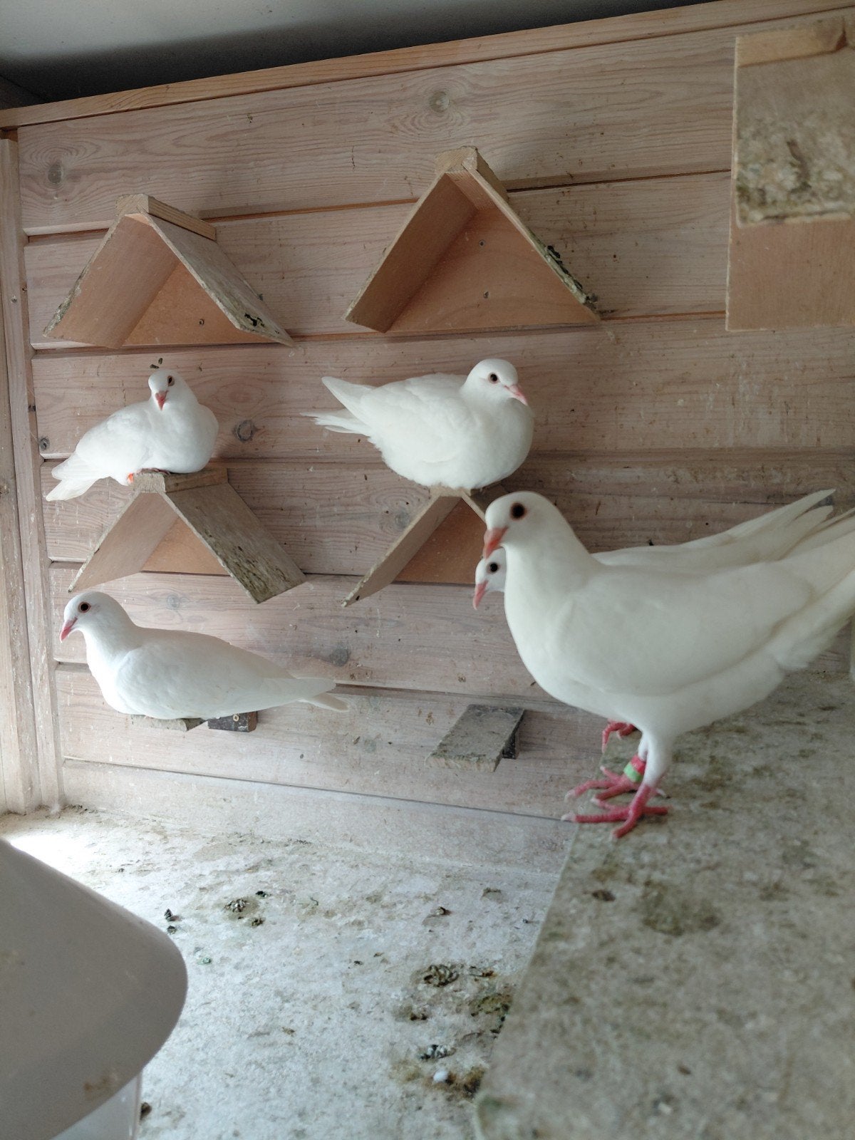 Witte reisduiven, Dieren en Toebehoren, Vogels | Duiven