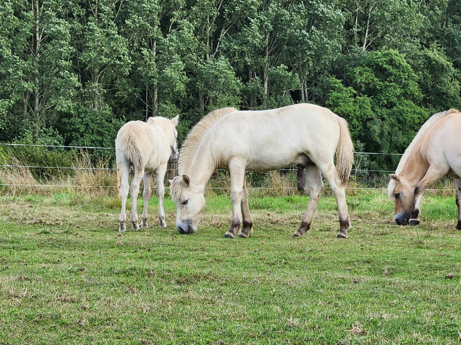 Super knap ulsblakk fjord hengstveulen, Dieren en Toebehoren