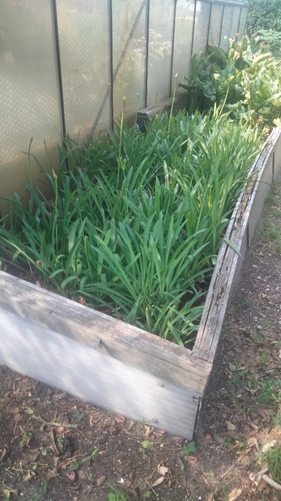 Agapanthus, Tuin en Terras, Planten | Tuinplanten, Ophalen