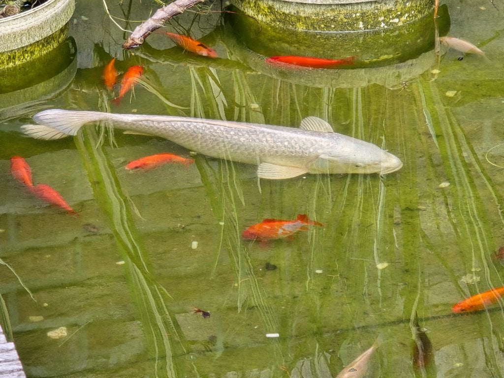 Witte kooi vis, Dieren en Toebehoren, Vis, Zoetwatervis
