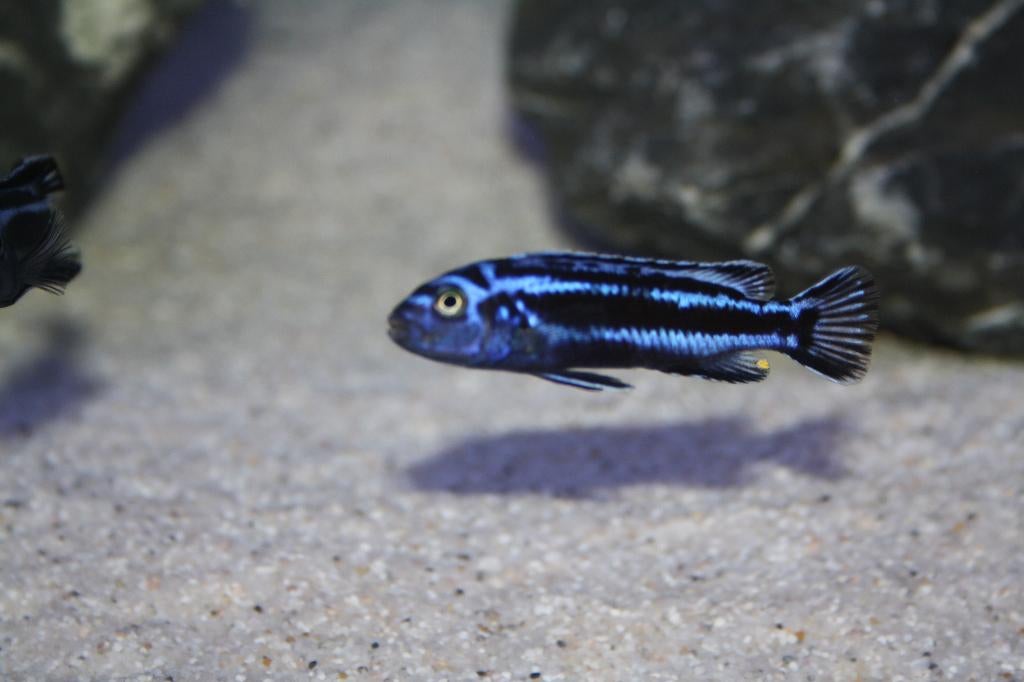 Melanochromis Maingano (Malawi Mbuna), Dieren en Toebehoren, Vissen | Aquariumvissen, Vis, Zoetwatervis