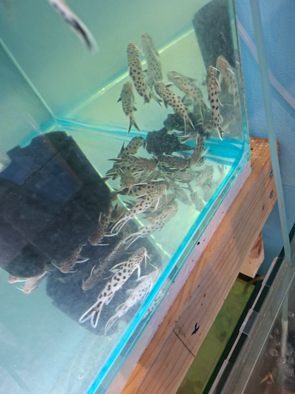 Poissons chat du tanganyka synodontis petricola, Dieren en Toebehoren, Vissen | Aquariumvissen