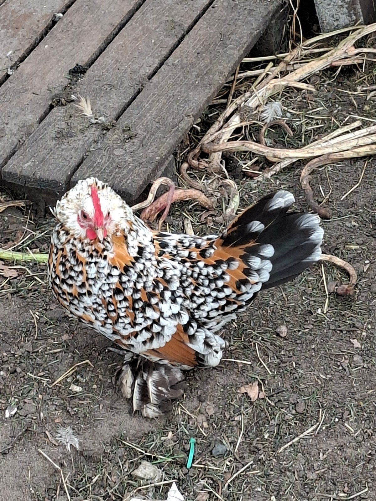 Koppel haan + hen Nederlandse sabelpootkriel, Dieren en Toebehoren