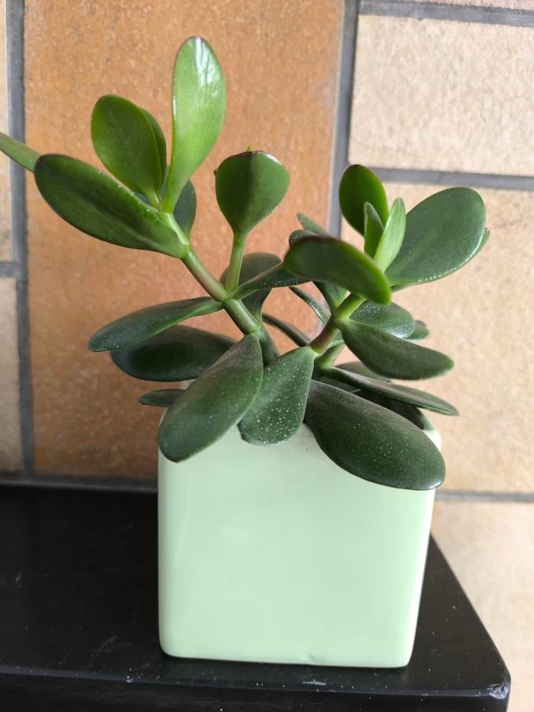 Crassula jade plant, Enlèvement ou Envoi
