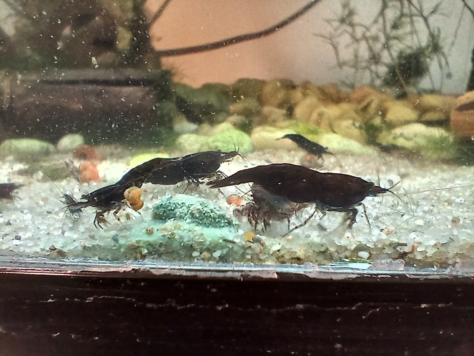 Black sakura neocaridina garnalen