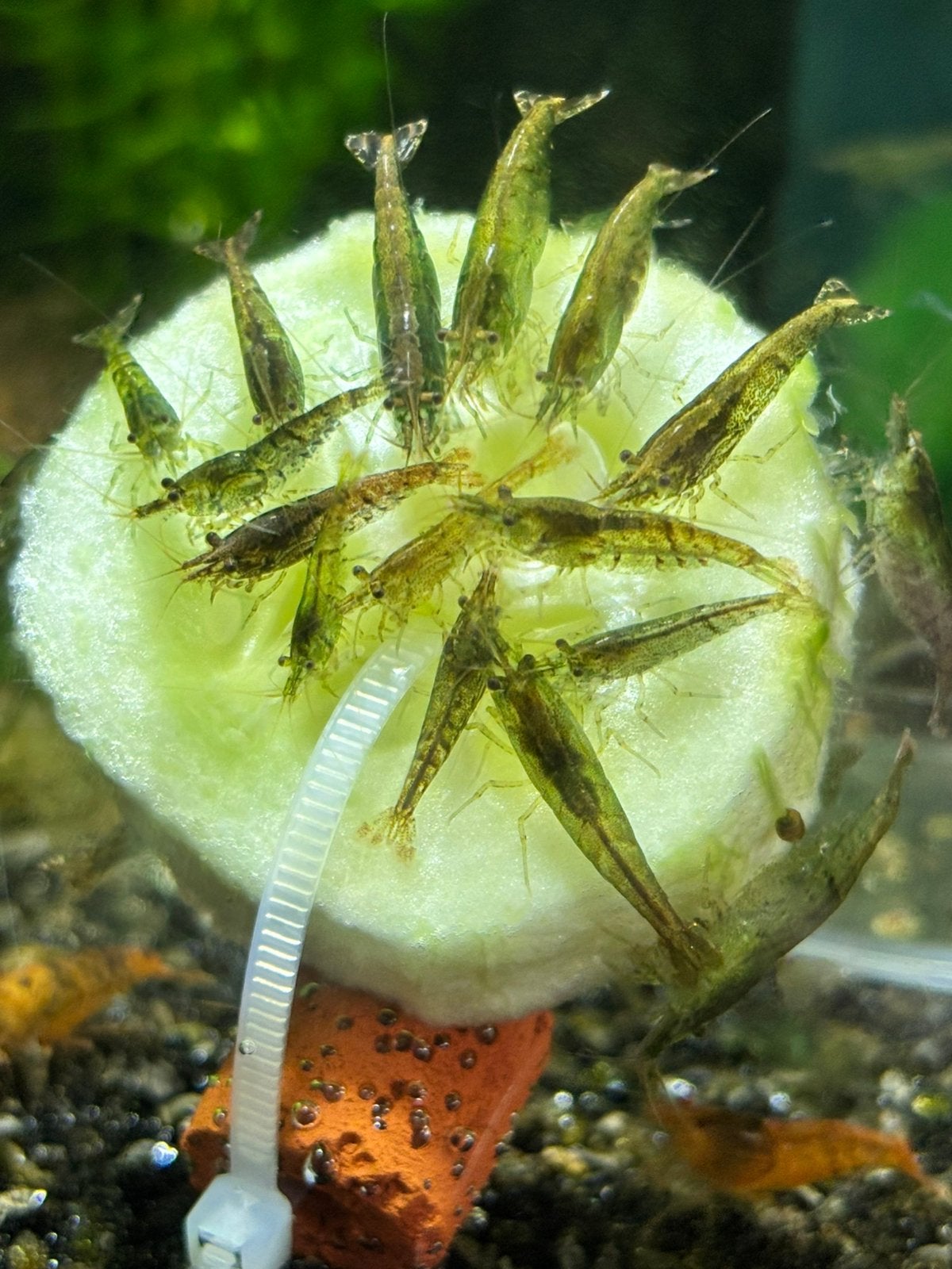 Neocaridina wildkleur, Dieren en Toebehoren, Vissen | Aquariumvissen, Kreeft, Krab of Garnaal, Zoetwatervis, Schoolvis