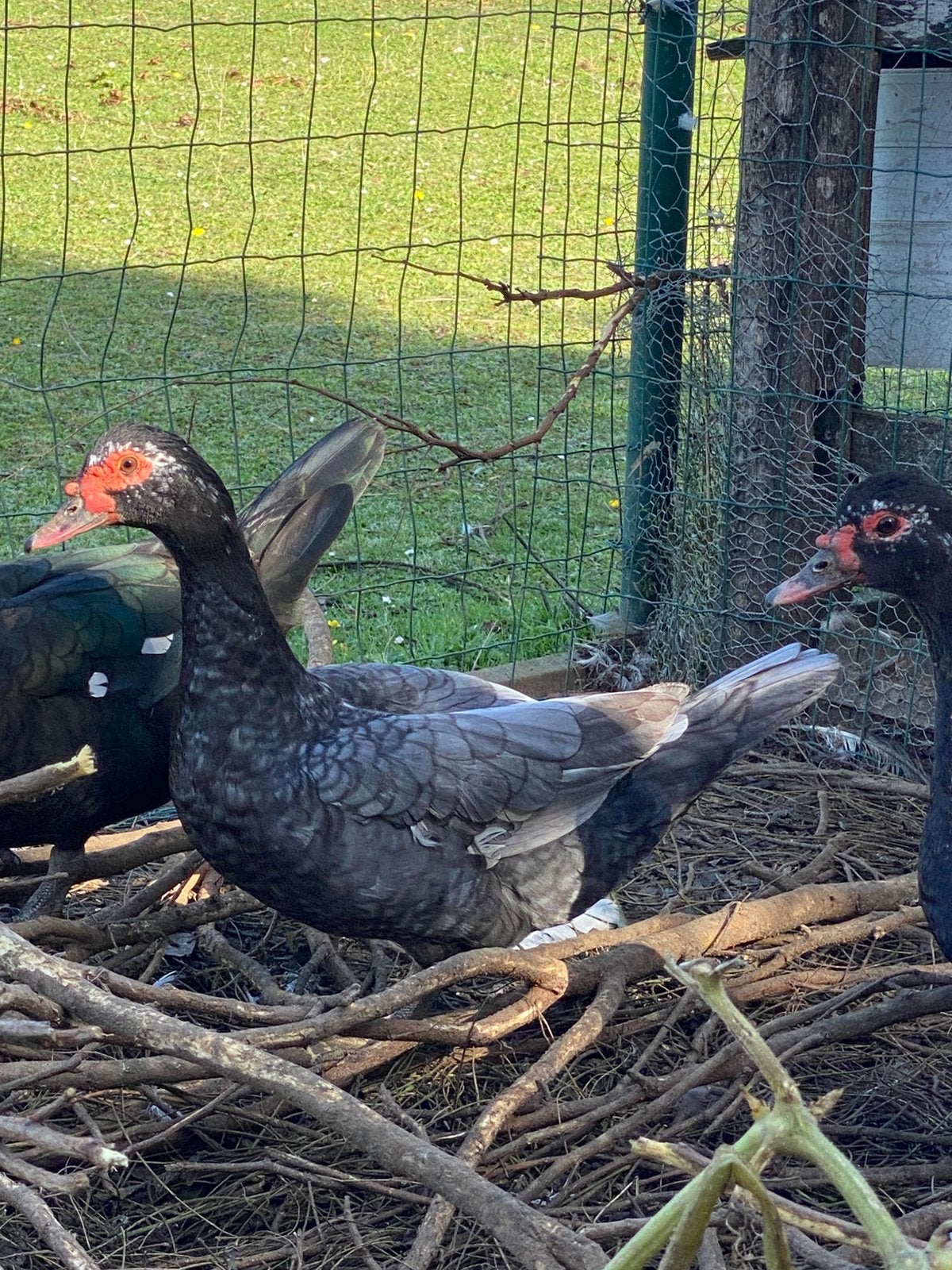 Trio Barberie eenden, Dieren en Toebehoren, Meerdere dieren, Eend