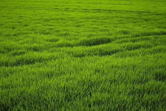 6.5 ha gras op stam te koop 100 € / ha, Ophalen