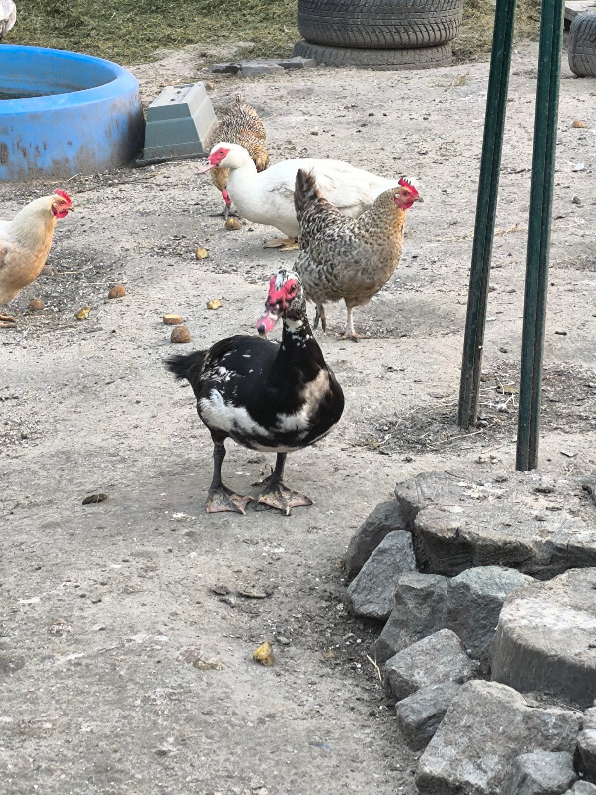 Barberie muskuseend, Dieren en Toebehoren