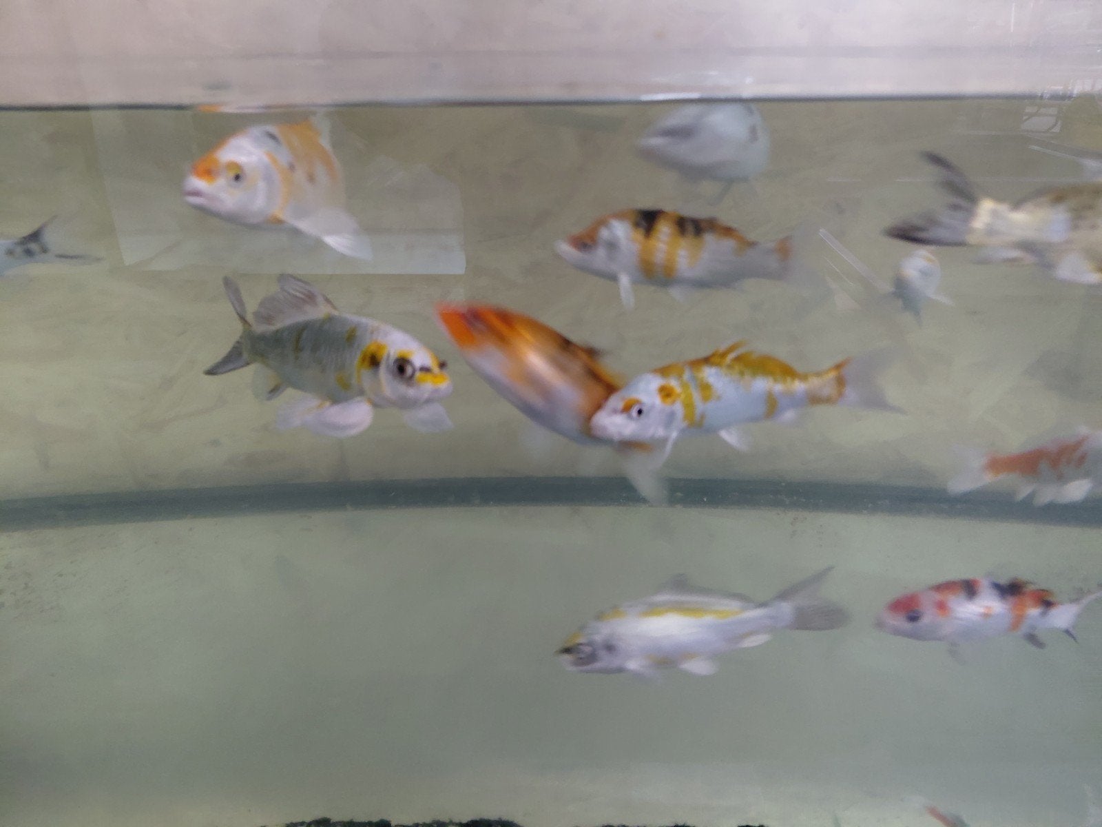 Koi a, Dieren en Toebehoren, Vissen | Aquariumvissen