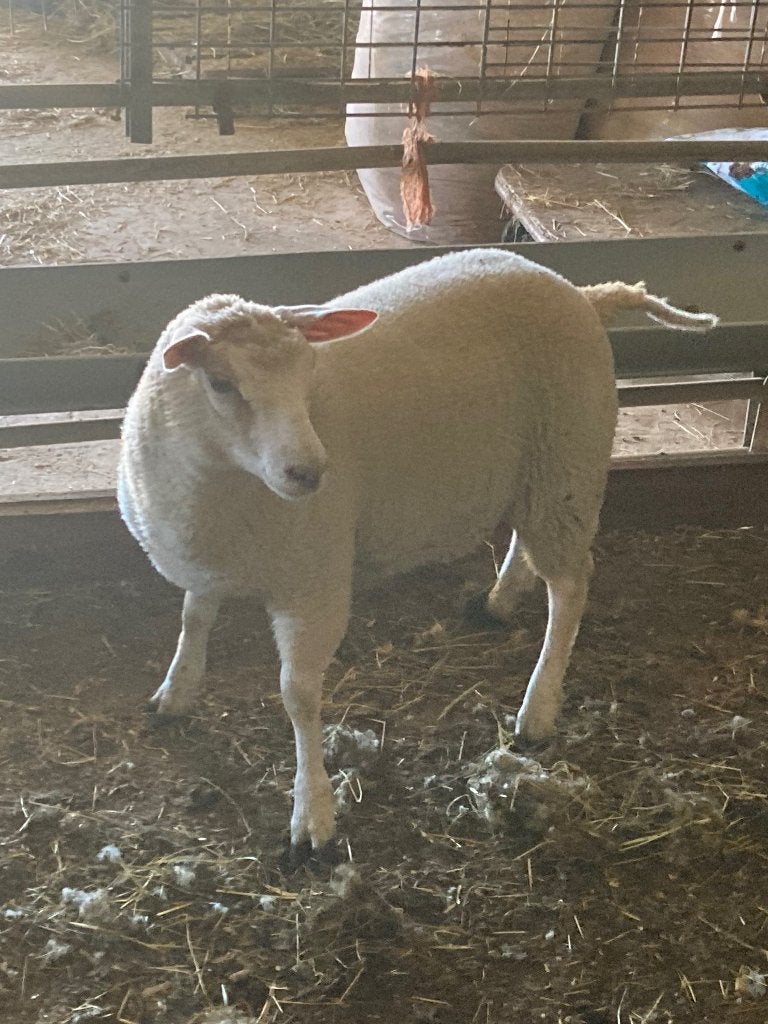 Schapen, Dieren en Toebehoren, Vrouwelijk, Schaap, 0 tot 2 jaar