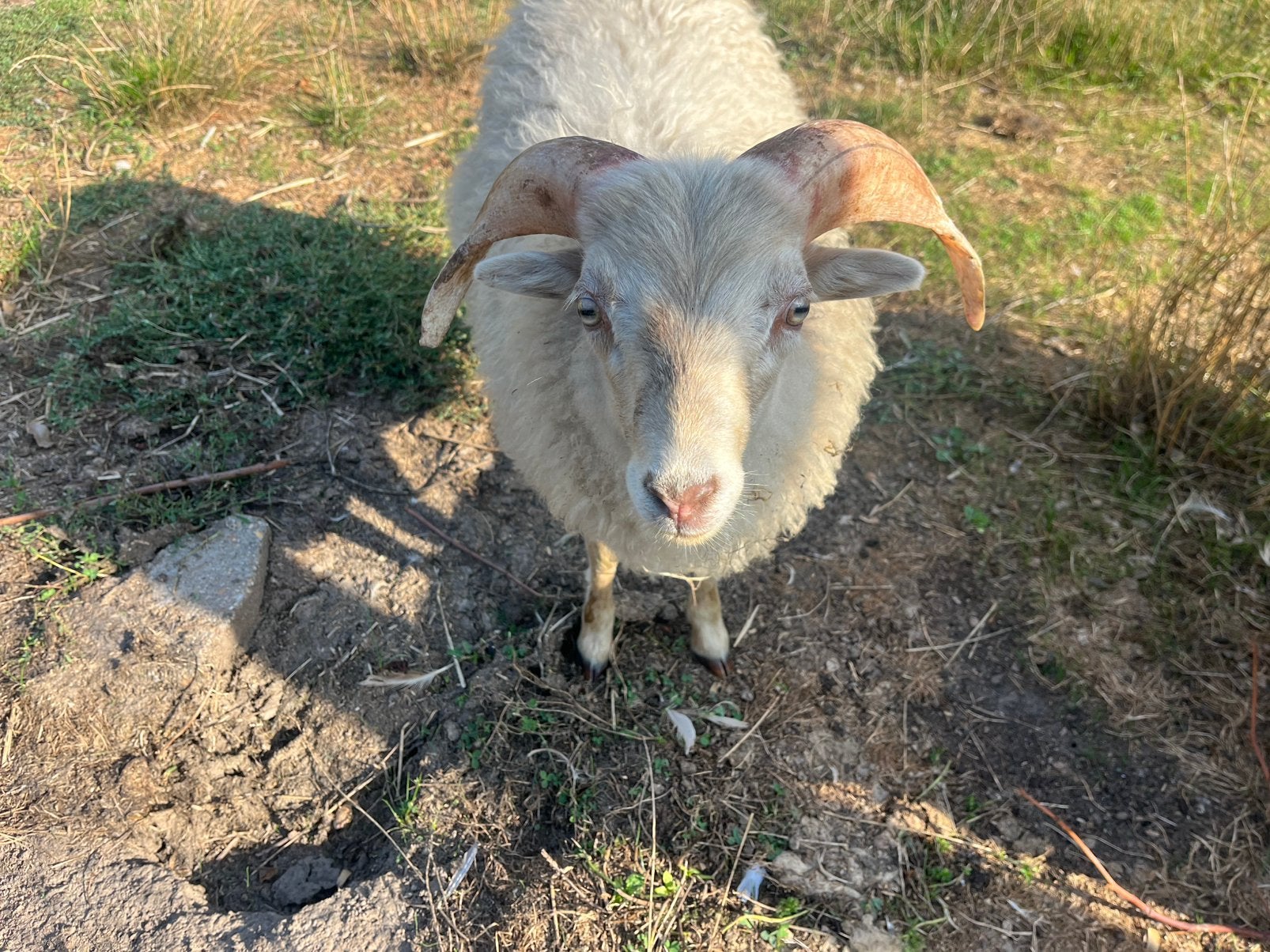 Ouessant ram 4mnd, Dieren en Toebehoren