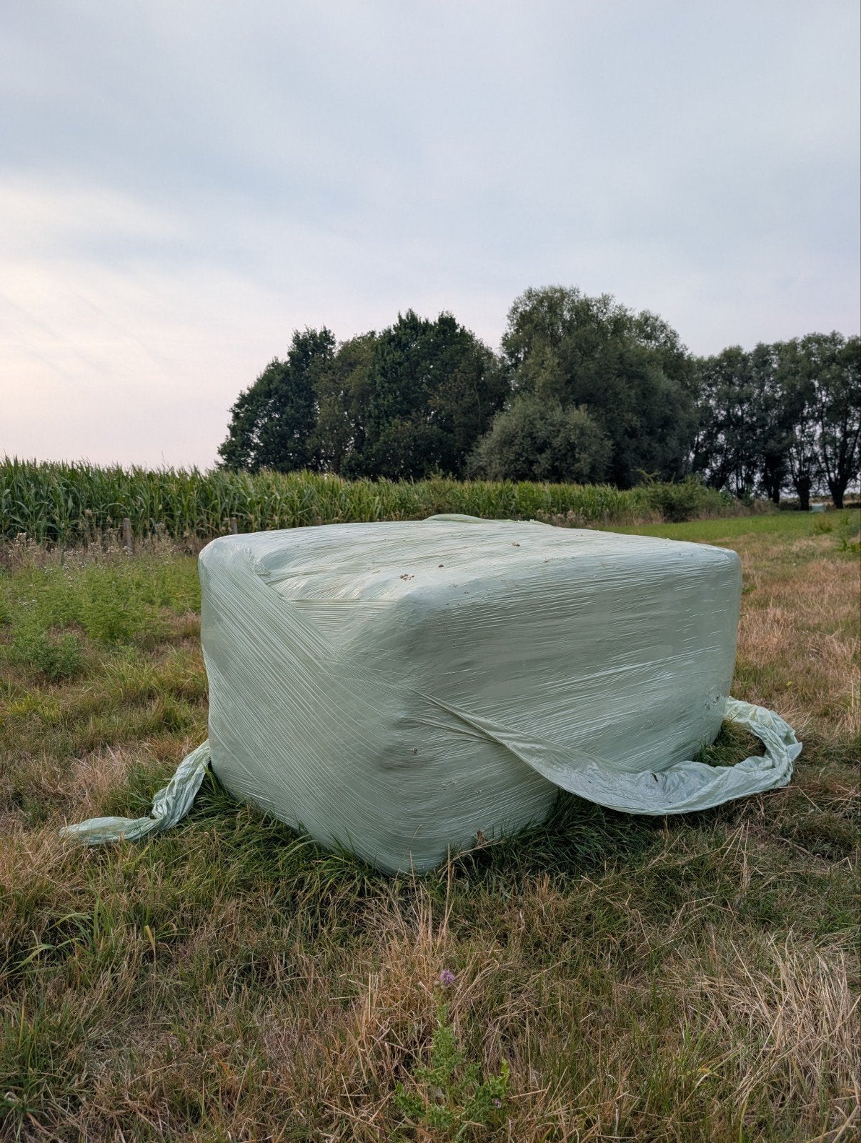 Aspirateur à foin pré-sec pour grosses balles, Enlèvement, Bétail