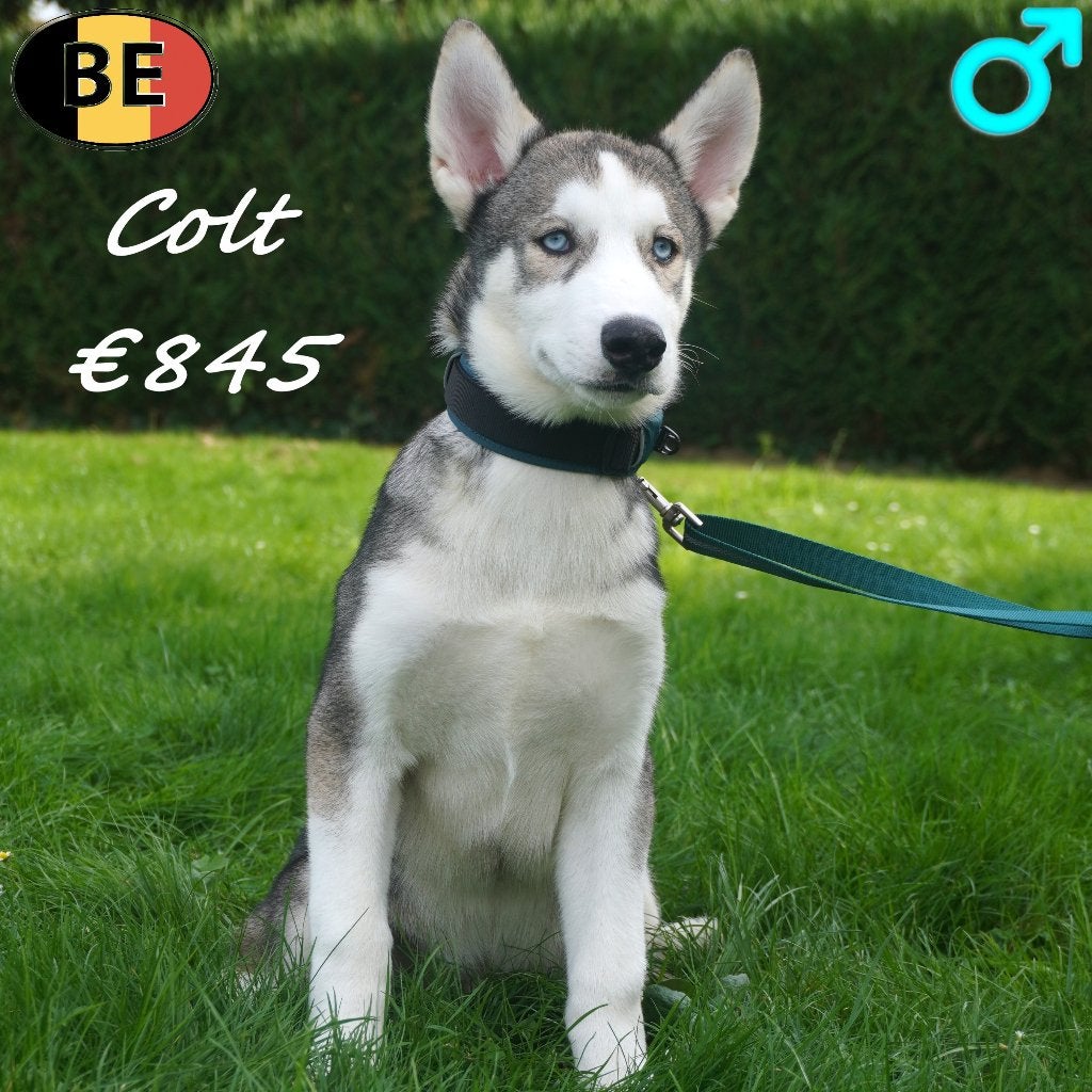 Husky Sibérien (mâles) chiots à vendre (belges), 15 semaines à 1 an, Commerçant, Chien (mâle), Maladie de Carré (chiens)