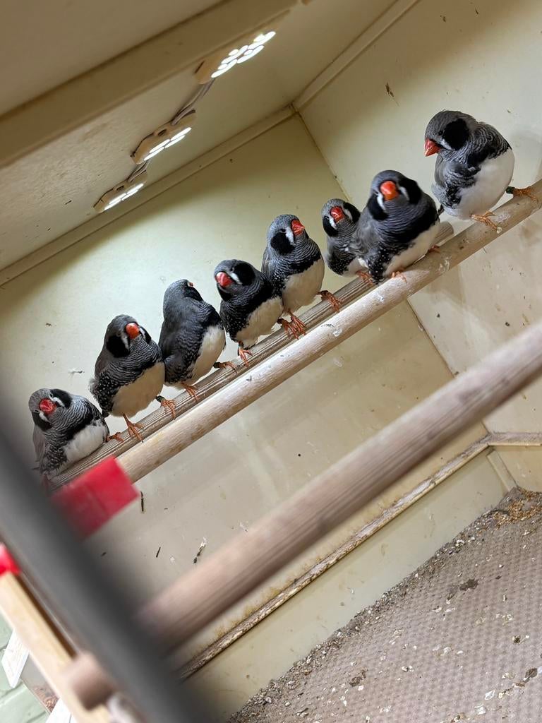Zwartwang Zebravinken, Mannelijk, Tropenvogel, Geringd