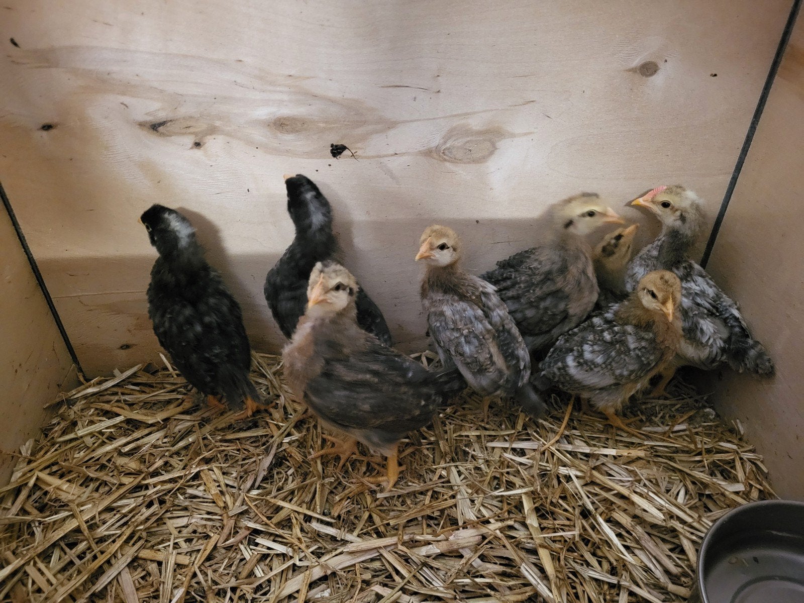 Cream Legbar en groenlegger kuikens van 4 weken oud, Dieren en Toebehoren, Pluimvee
