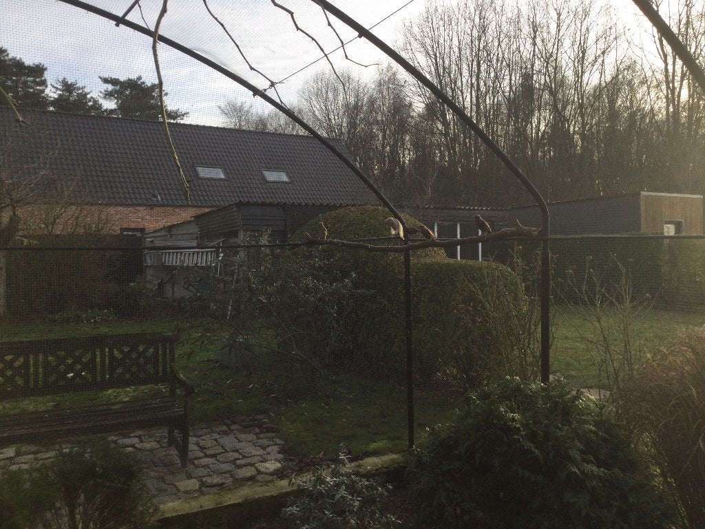 Zanglijster man gevraagt