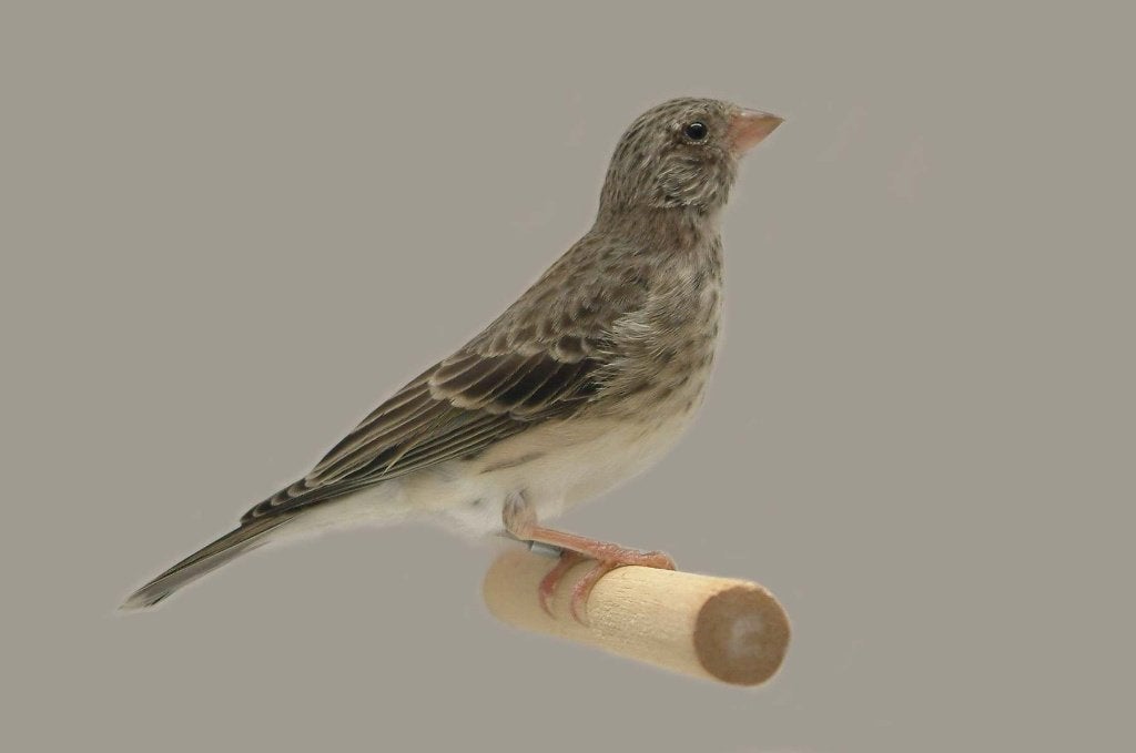 Edelzanger witstuit, Crithagra leucopygius mannen, Mannelijk, Tropenvogel, Geringd