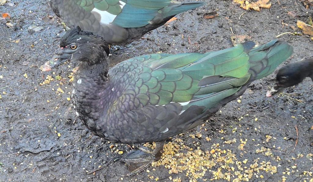 Broedeieren barbarie, Dieren en Toebehoren, Pluimvee, Eend
