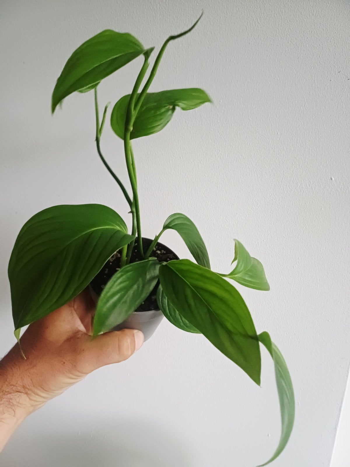 Monstera EC7, Maison & Meubles, Autres espèces, En pot, Enlèvement ou Envoi, Moins de 100 cm