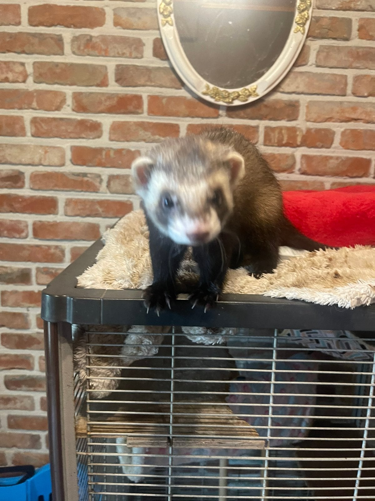 Tamme fret te koop, Dieren en Toebehoren, Fret, Juni, Mannelijk, Tam