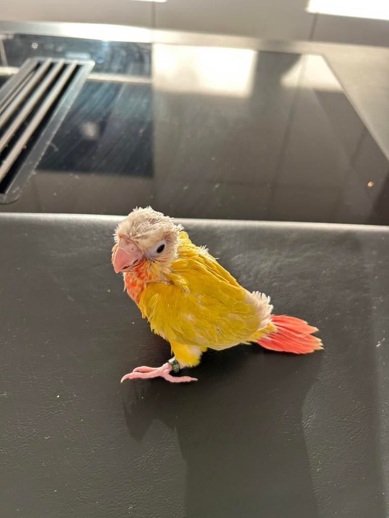 Pyrrhura molinea, Geslacht onbekend, Parkiet, Geringd