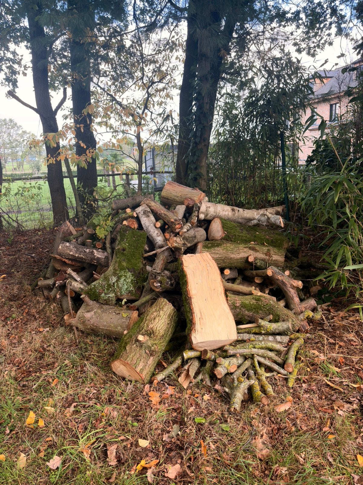Brandhout, Enlèvement