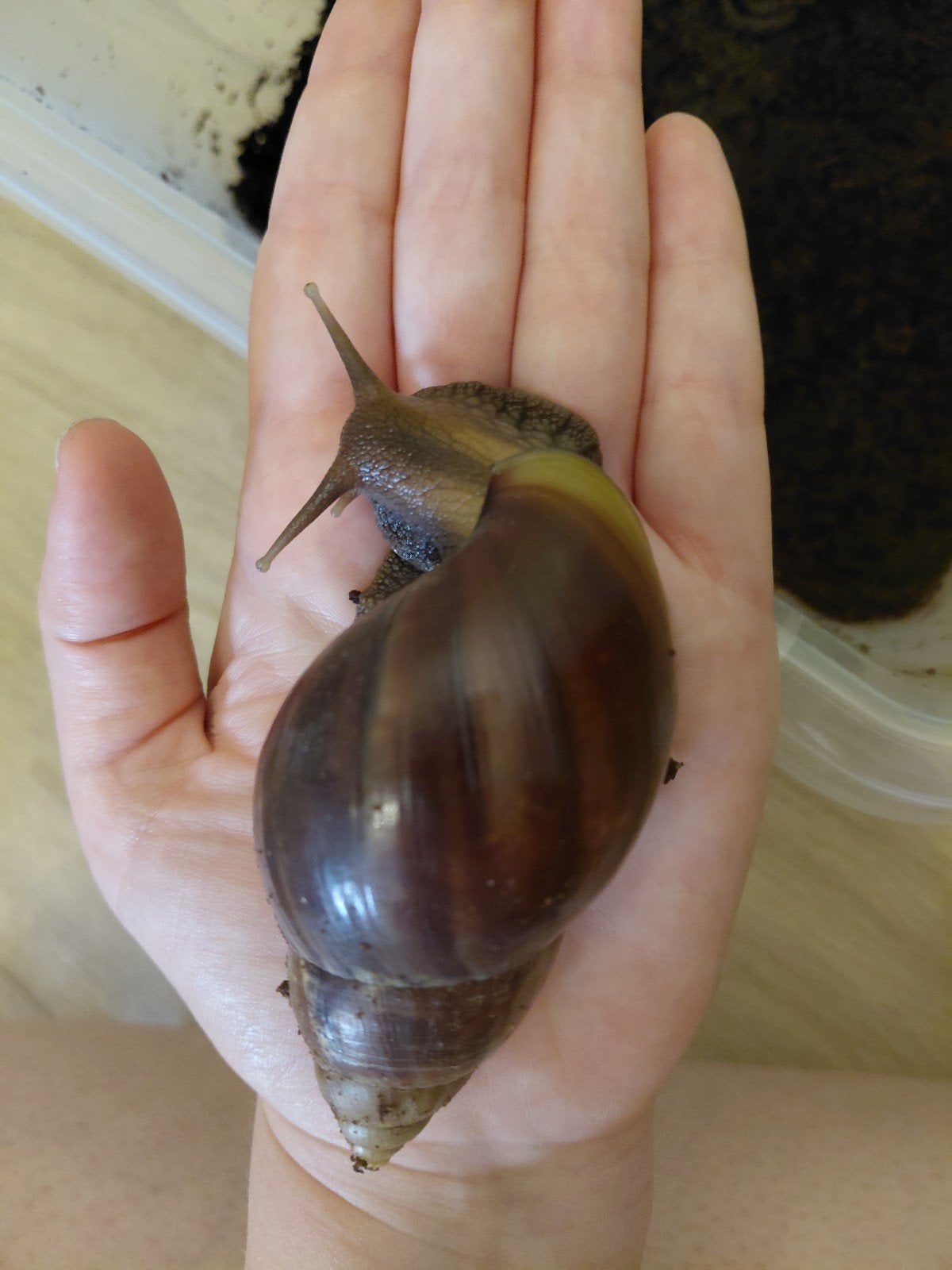 achatina fulica - grote agaatslak, Dieren en Toebehoren, Januari