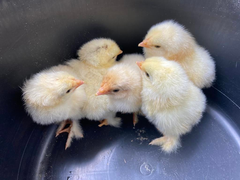 5 brahma kuikens, Dieren en Toebehoren, Pluimvee, Kip