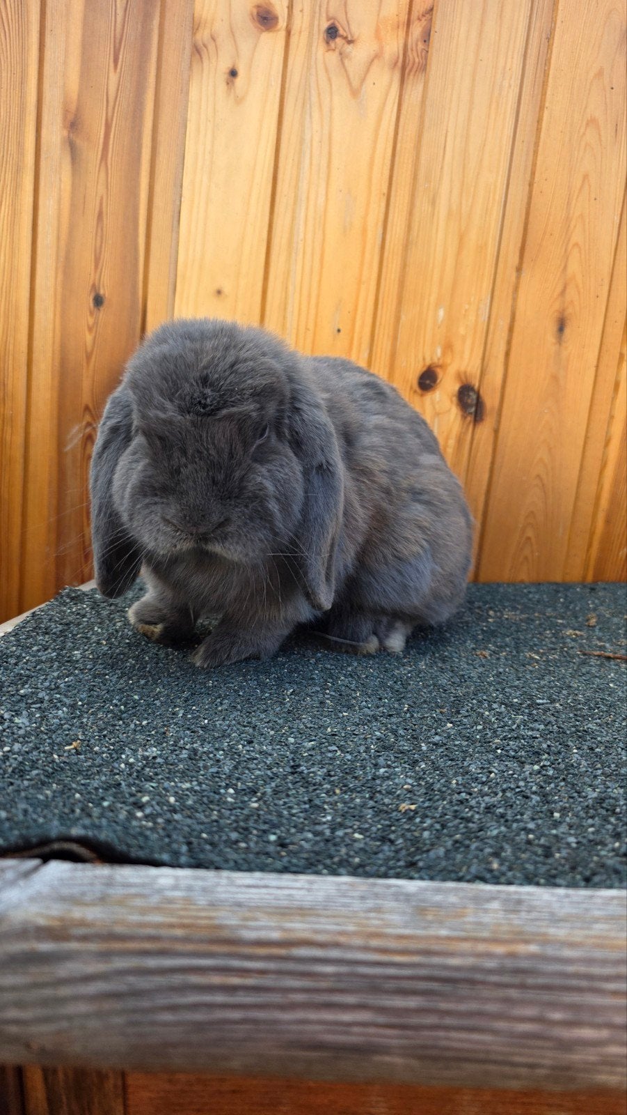 konijntje(m) zoekt goede thuis🐰, Dieren en Toebehoren