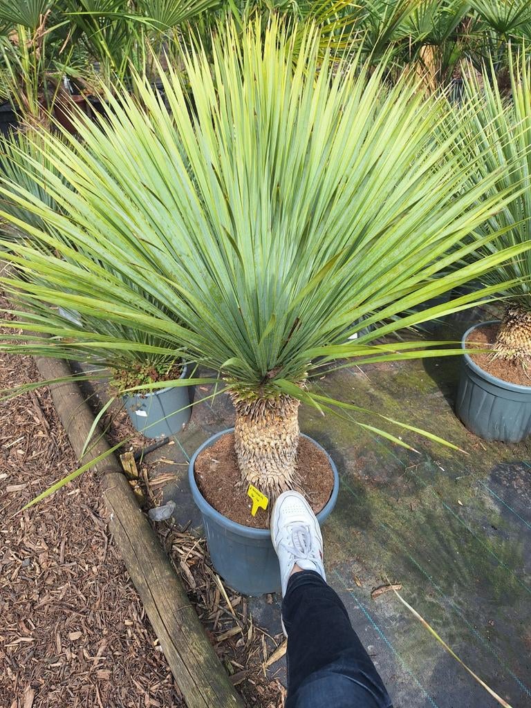 Yucca rostrata 95 euro, Ophalen of Verzenden