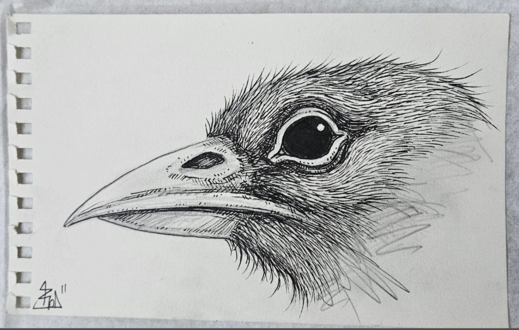 ROA - raaf (originele tekening), Ophalen of Verzenden