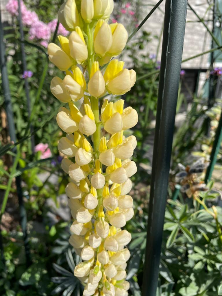 Lupine zaadjes, Tuin en Terras, Bloembollen en Zaden, Ophalen, Volle zon, Zaad