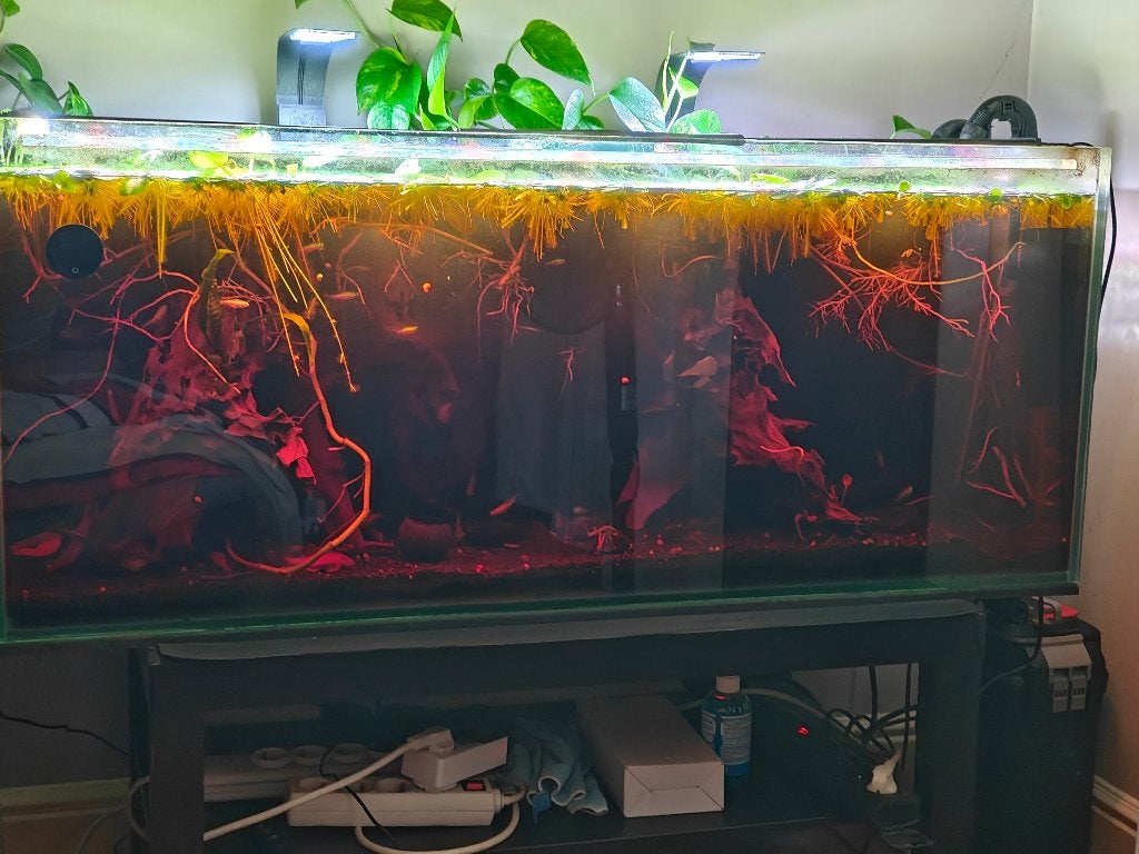 Aquarium Blackwater, Animaux & Accessoires, Enlèvement, Comme neuf, Filter, Fluval