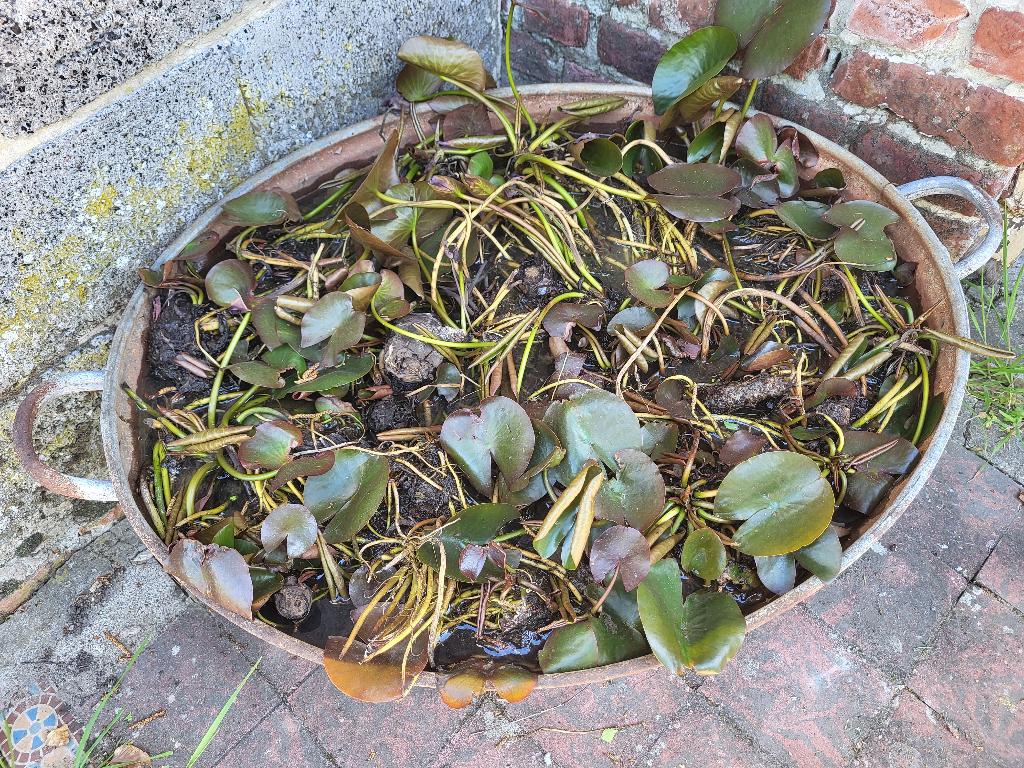 Racine de nénuphar, Ophalen, Nieuw