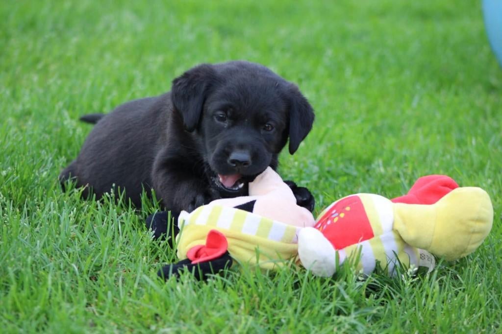 Labrador pups, Dieren en Toebehoren, Honden | Retrievers, Spaniëls en Waterhonden, België, Fokker | Hobbymatig, 8 tot 15 weken