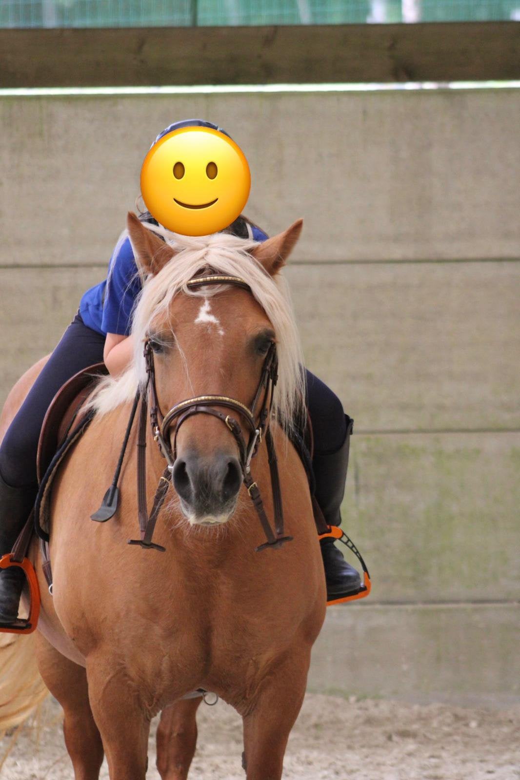 Mirabelle, Jument