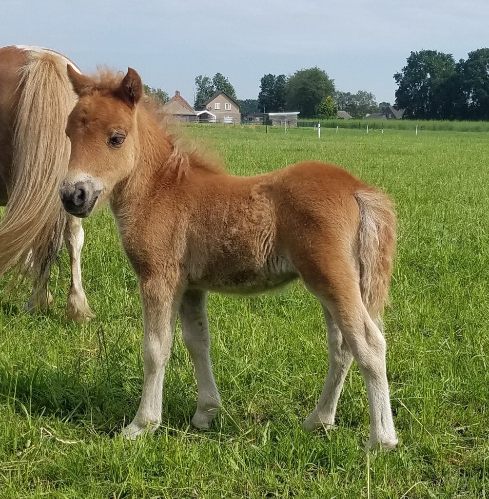 Mooie shetland veulens  te koop, Met stamboom, Niet van toepassing, 0 tot 2 jaar, A pony (tot 1.17m)