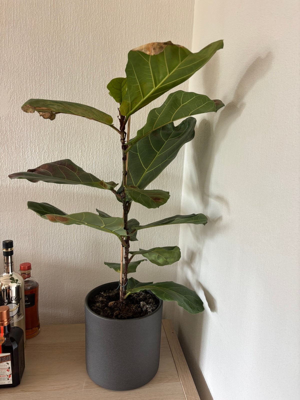Ficus Lyrata 90cm, Enlèvement, Ficus