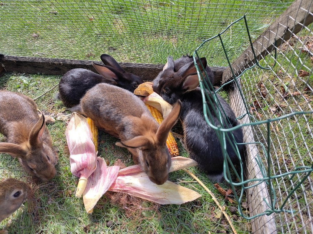 Nest konijntjes, Dieren en Toebehoren