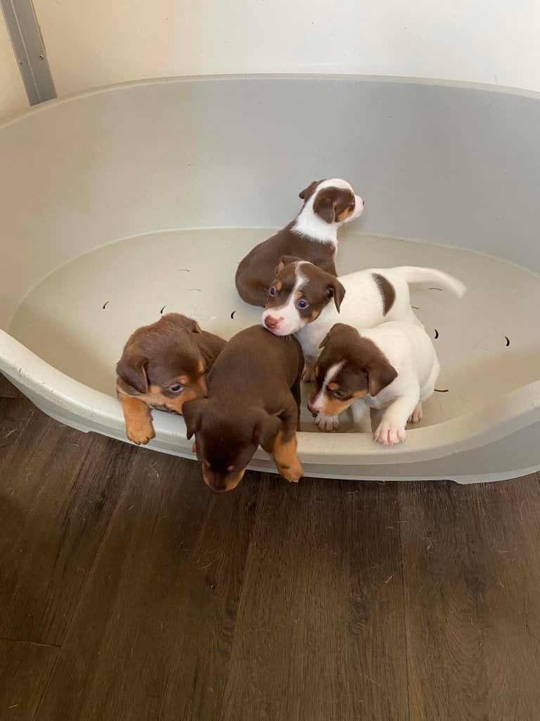 BOEREFOXJES, Animaux & Accessoires, Chiens | Jack Russell & Terriers, Chienne, Belgique, 8 à 15 semaines, Plusieurs