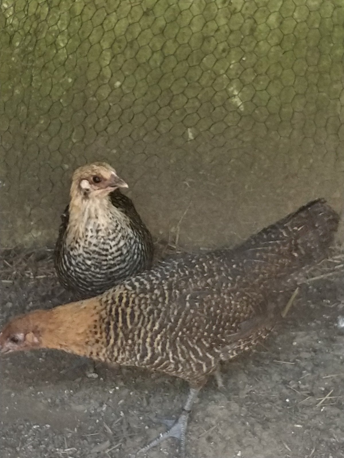 Jonge Brakelhoen hennen te koop, Meerdere dieren, Kip