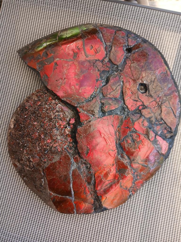 giant paleontology fossile ammonite collection very rare, Collections, Minéraux & Fossiles, Envoi, Minéral